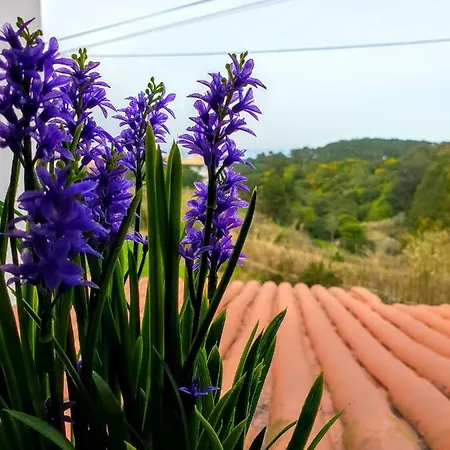 Casa Da Roca منزل للإقامة Azoia (Sintra)